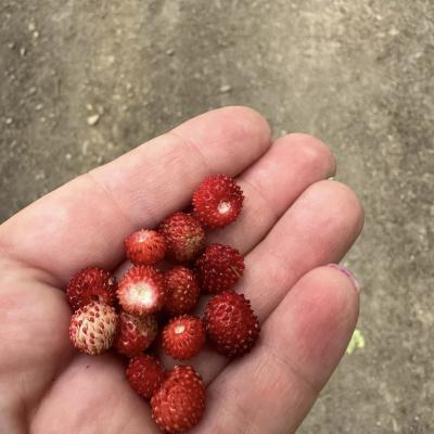 449693982 875381854627176 5143972835002700754 N