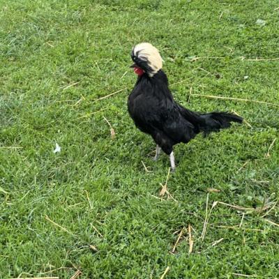 450048260 876651687833526 1052396510817696835 N