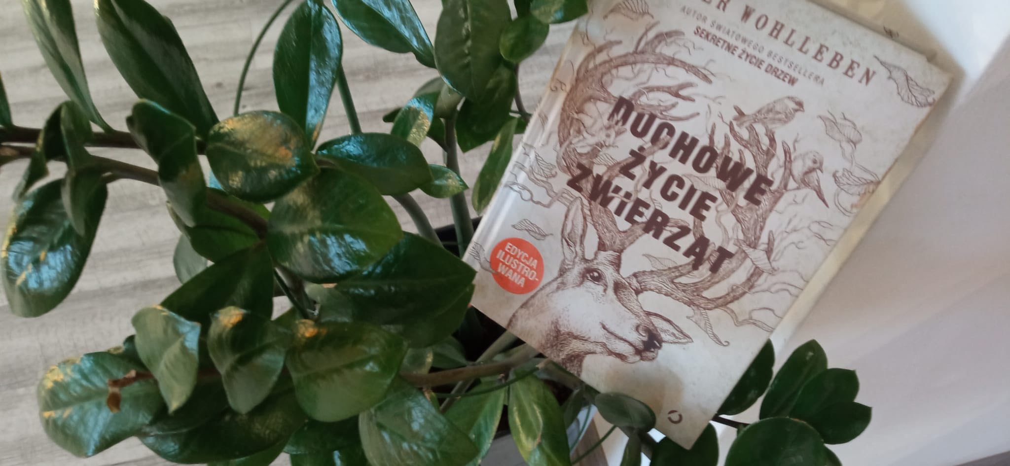 598688608 1285681953597162 5268900974147180050 n